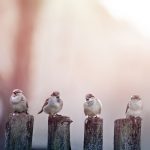 Learn these content marketing lessons from birds
