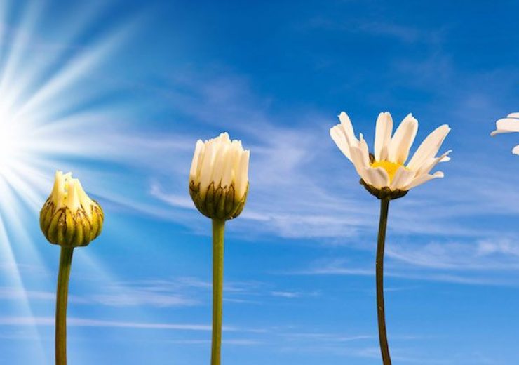 Etapes de la croissance d'une marguerite, fond ciel