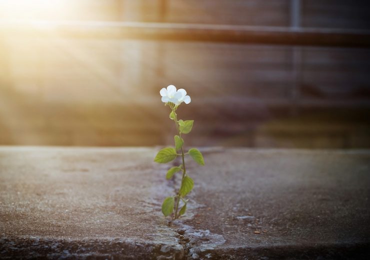 white flower growing on crack street in sunbeam, soft focus